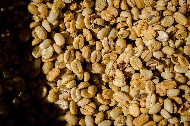 Watering Wisdom: How to Keep Your Coffee Beans Thriving